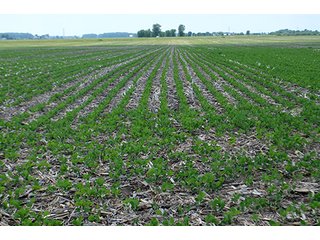 Property photo 150 - LAND AUCTION - 700+/- ACRES OFFERED IN 16 TRACTS IN ALLEN COUNTY, INDIANA